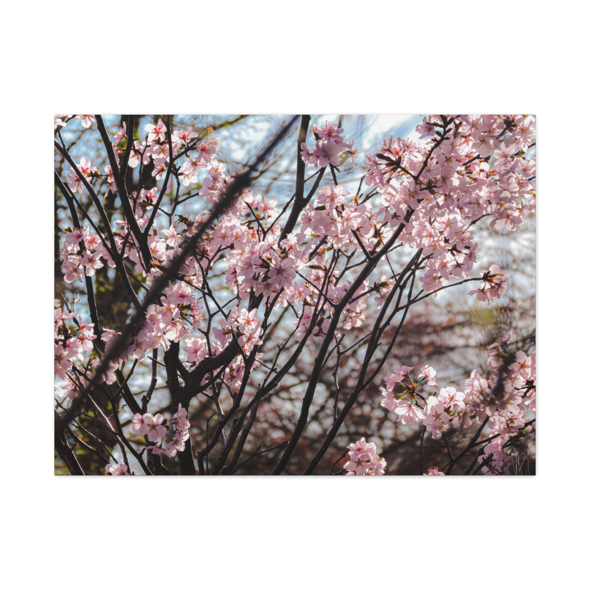 Cherry Blossom Canvas Print — Matte Stretched Wall Art
