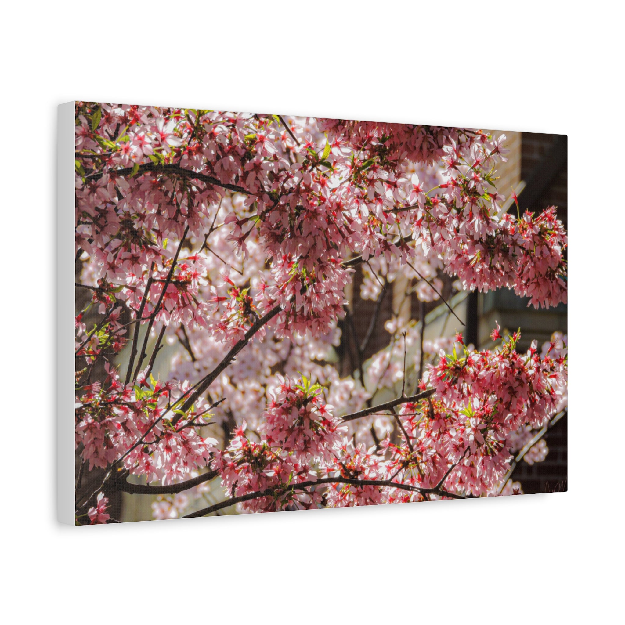 Pink Cherry Blossom Canvas Wall Art — Stretched Matte Floral Print