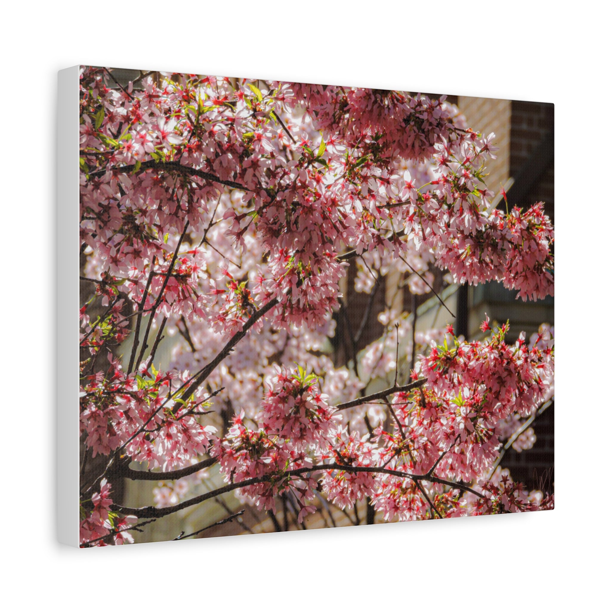 Pink Cherry Blossom Canvas Wall Art — Stretched Matte Floral Print