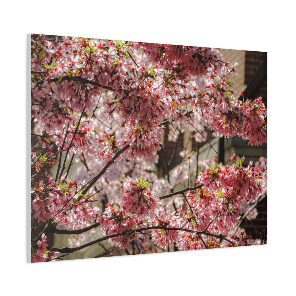 Pink Cherry Blossom Canvas Wall Art — Stretched Matte Floral Print
