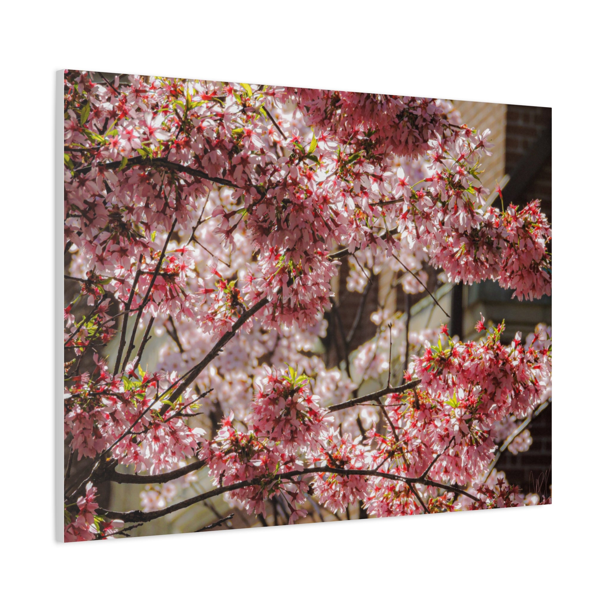 Pink Cherry Blossom Canvas Wall Art — Stretched Matte Floral Print