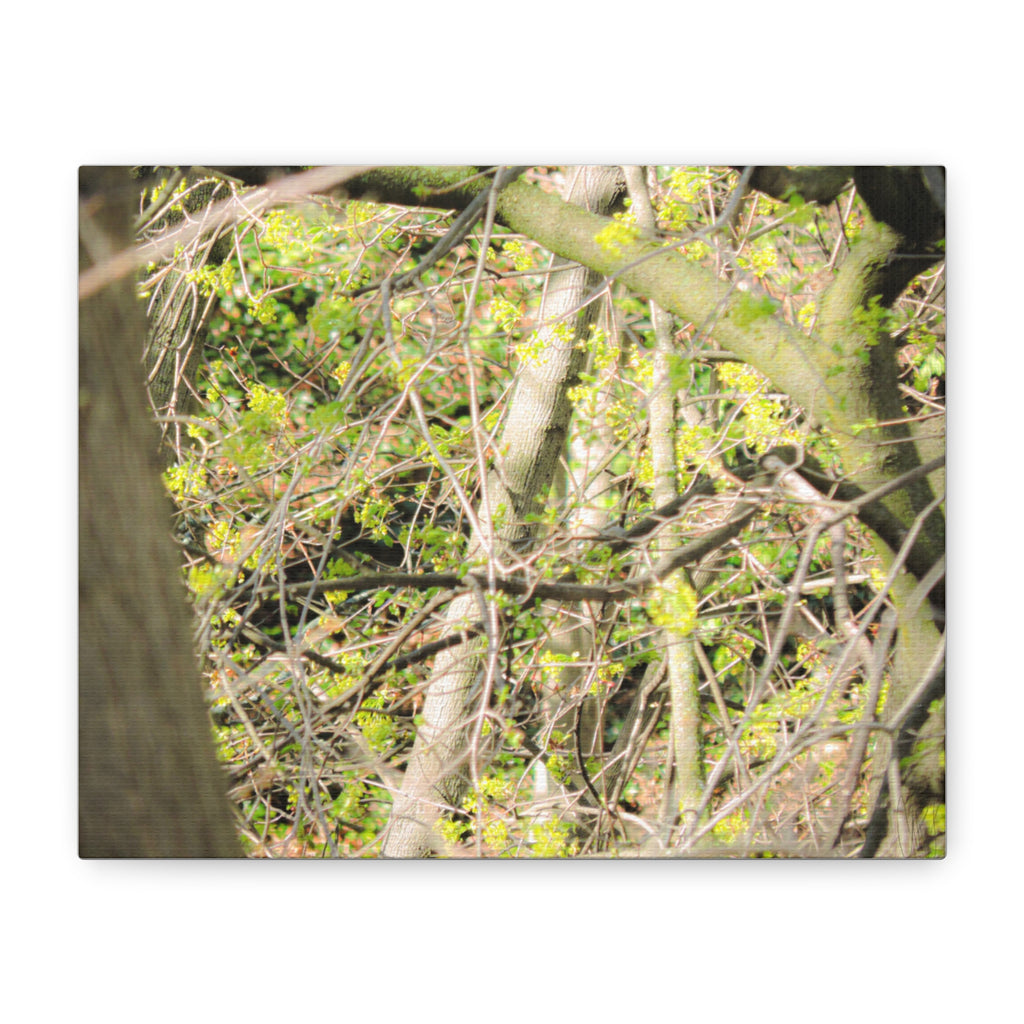Spring Woodland Canvas Print — Green Tree Branches Matte Stretched Wall Art