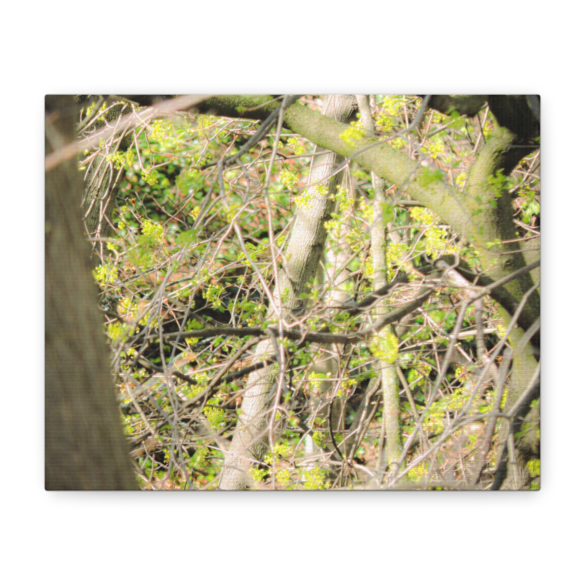 Spring Woodland Canvas Print — Green Tree Branches Matte Stretched Wall Art