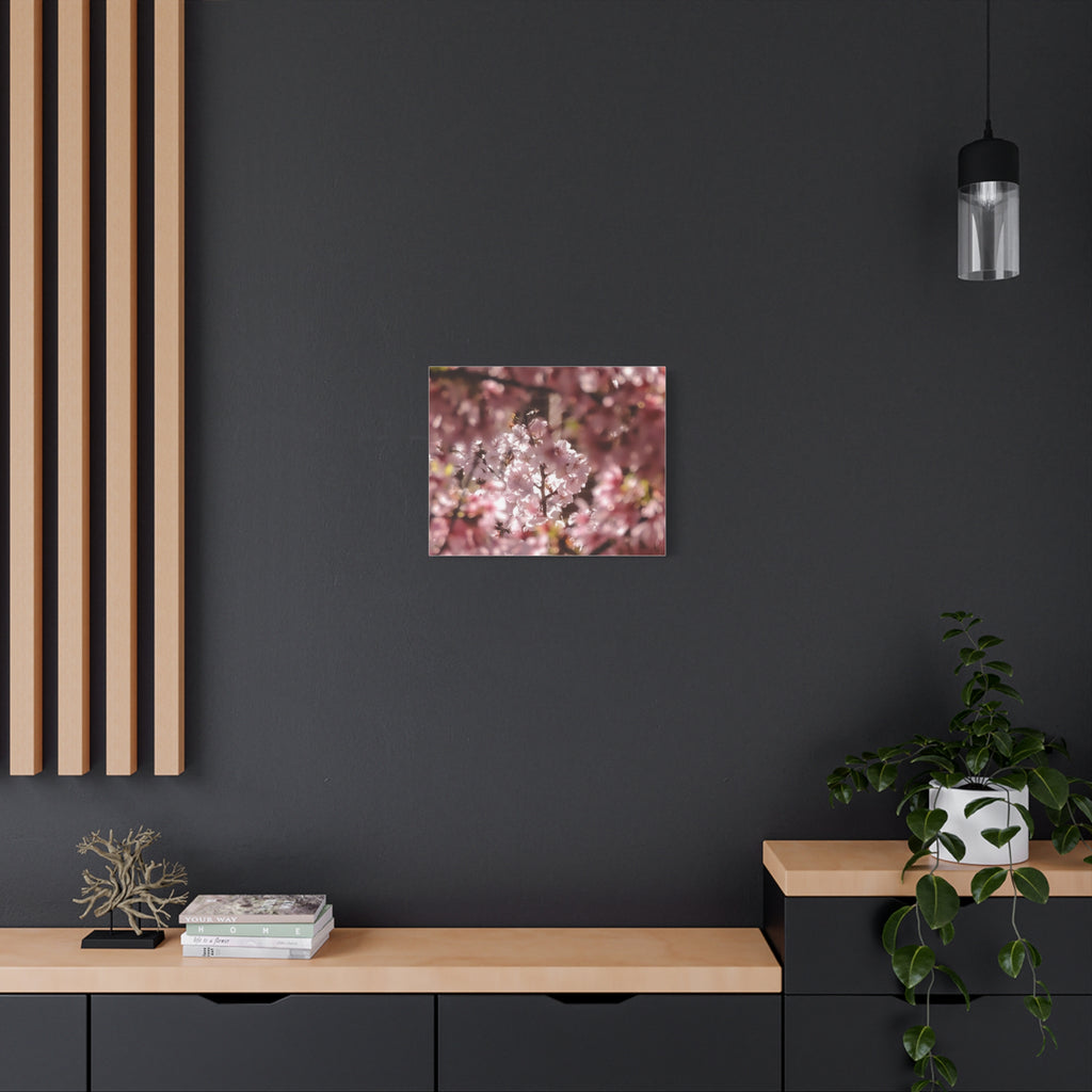 Blush Cherry Blossom Matte Canvas Print — Spring Floral Wall Art (Stretched 1.25")