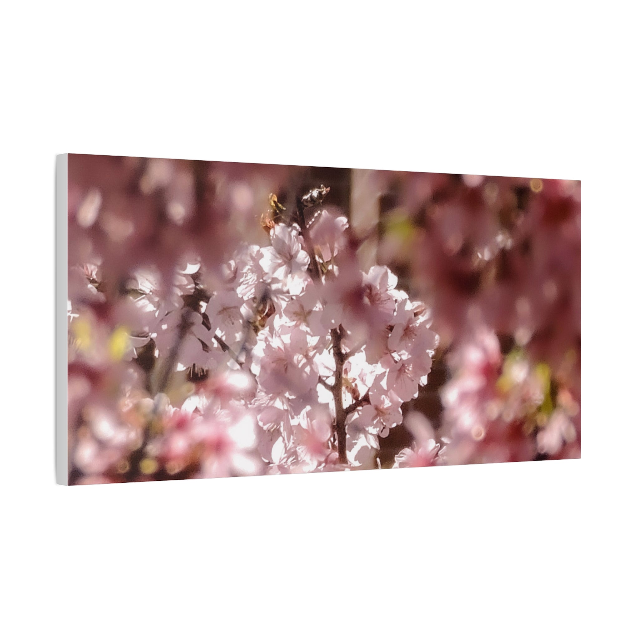 Blush Cherry Blossom Matte Canvas Print — Spring Floral Wall Art (Stretched 1.25")