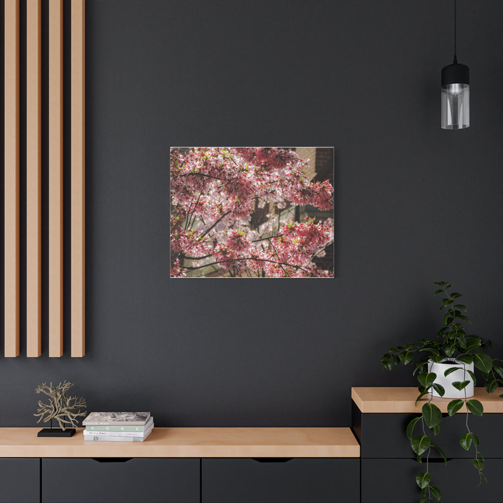 Pink Cherry Blossom Canvas Wall Art — Stretched Matte Floral Print