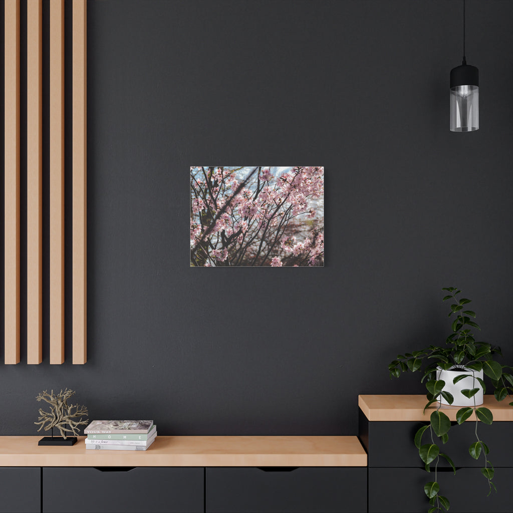 Cherry Blossom Canvas Print — Matte Stretched Wall Art