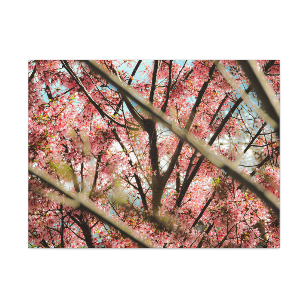 Cherry Blossom Photo Canvas Print | Brookline Spring Wall Art | A‑G Originals