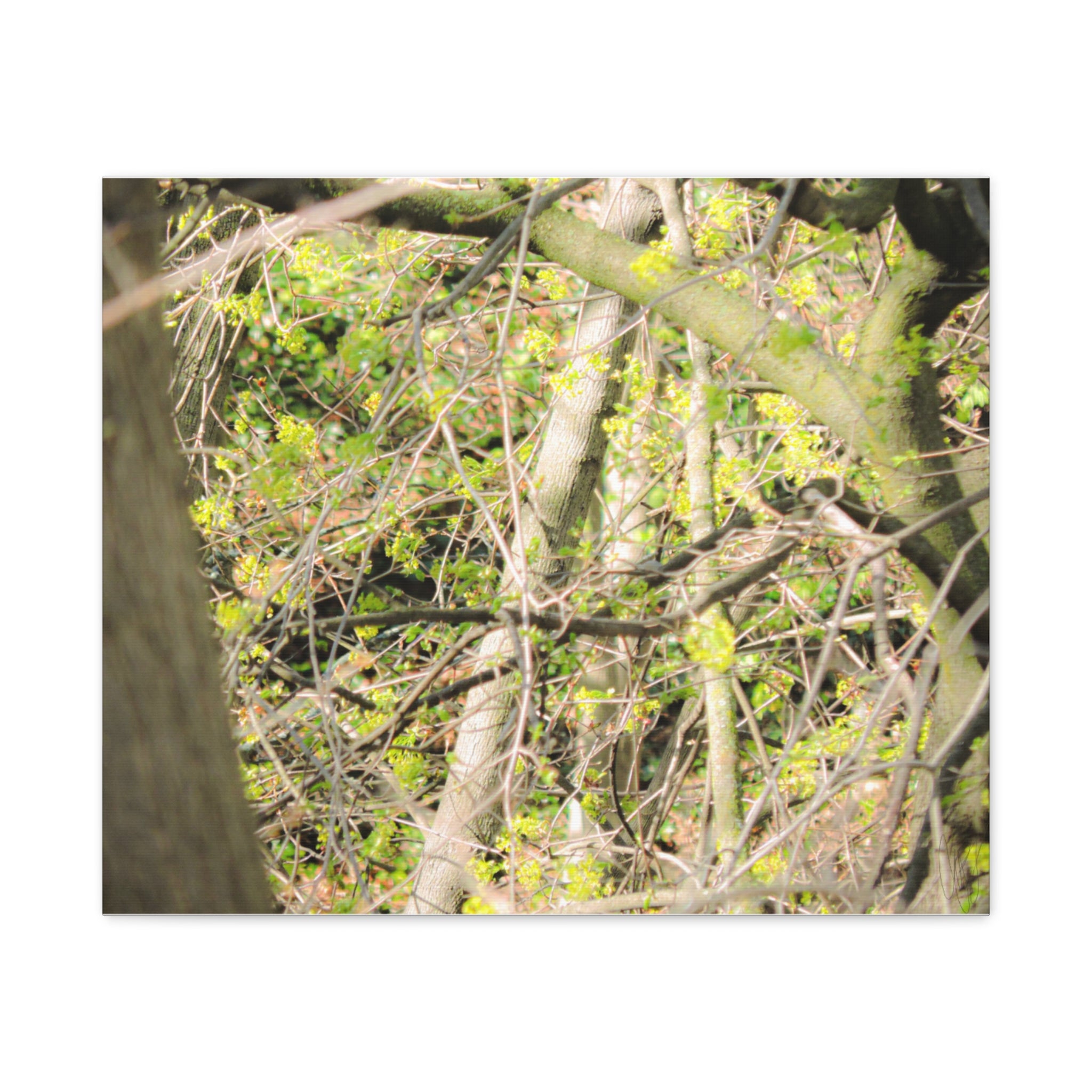 Spring Woodland Canvas Print — Green Tree Branches Matte Stretched Wall Art