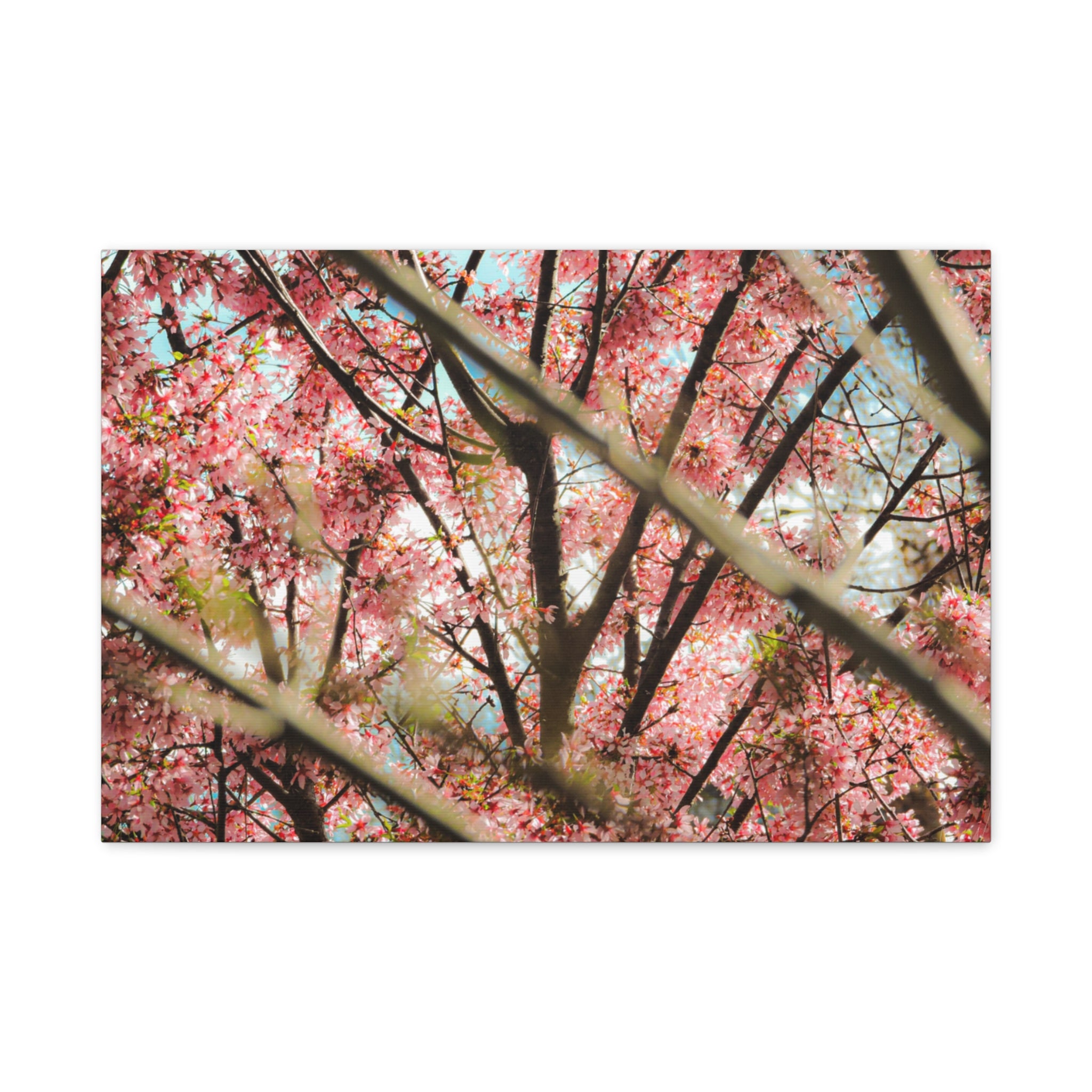 Cherry Blossom Photo Canvas Print | Brookline Spring Wall Art | A‑G Originals
