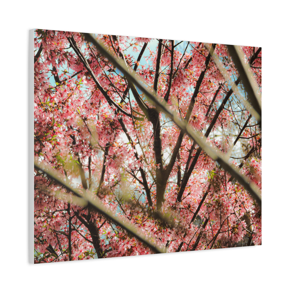 Cherry Blossom Photo Canvas Print | Brookline Spring Wall Art | A‑G Originals