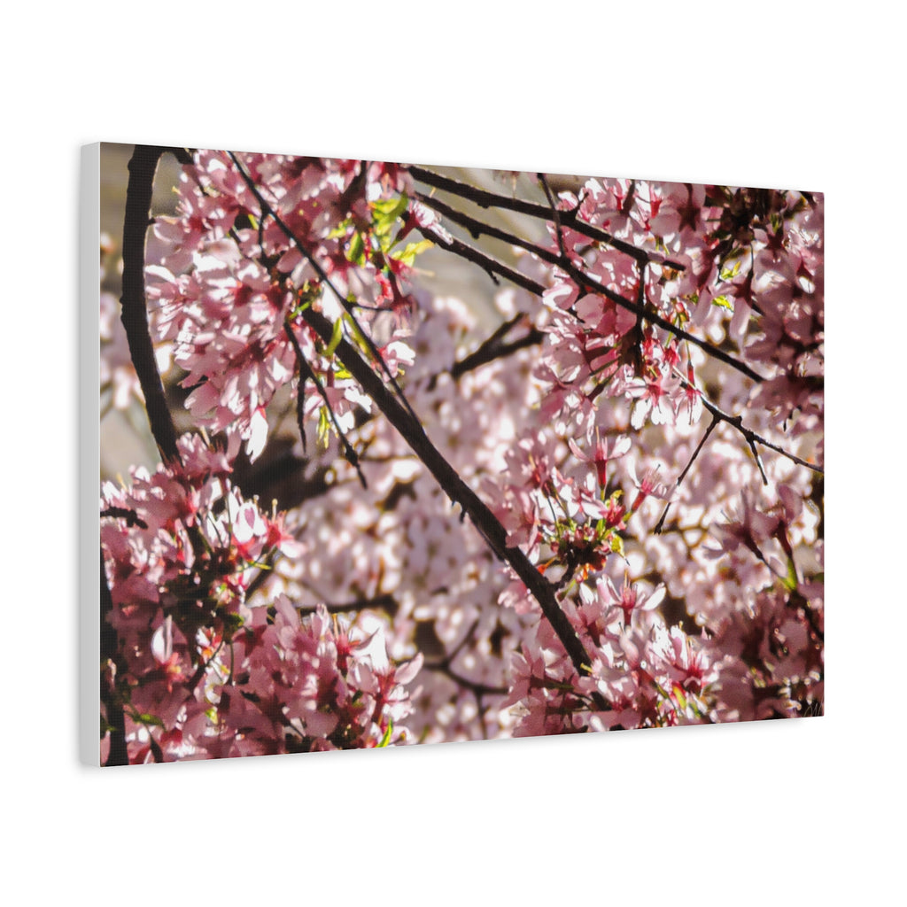 Blossom Cherry Tree Canvas Print – Matte Stretched Wall Art