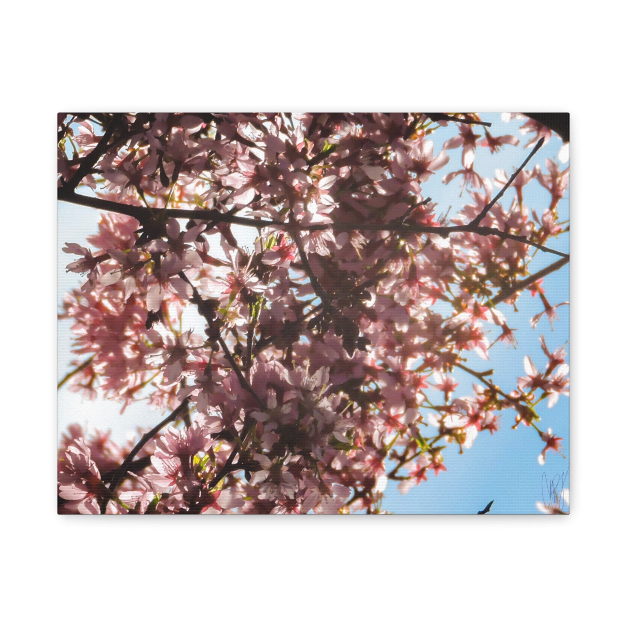Blossoming Cherry Branches Matte Canvas Print — Spring Floral Wall Art, Stretched 1.25"