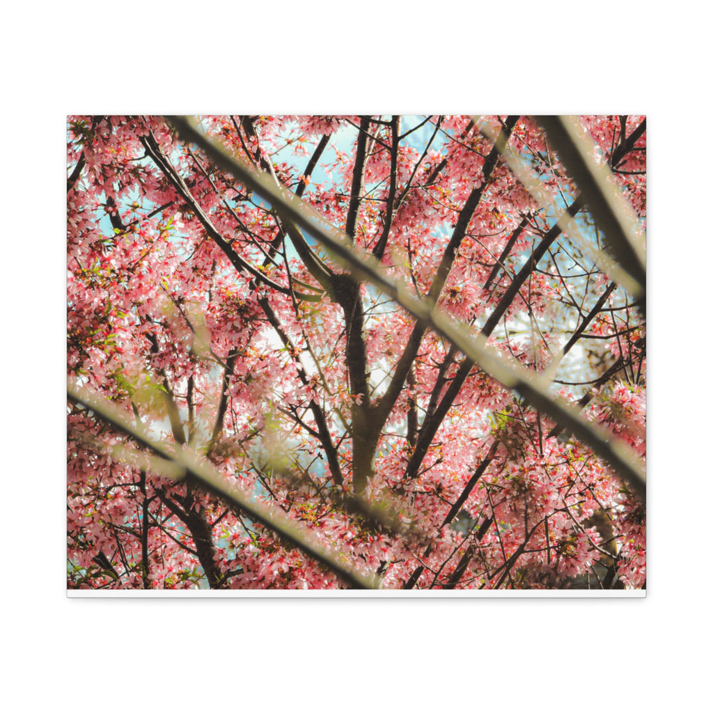 Cherry Blossom Photo Canvas Print | Brookline Spring Wall Art | A‑G Originals