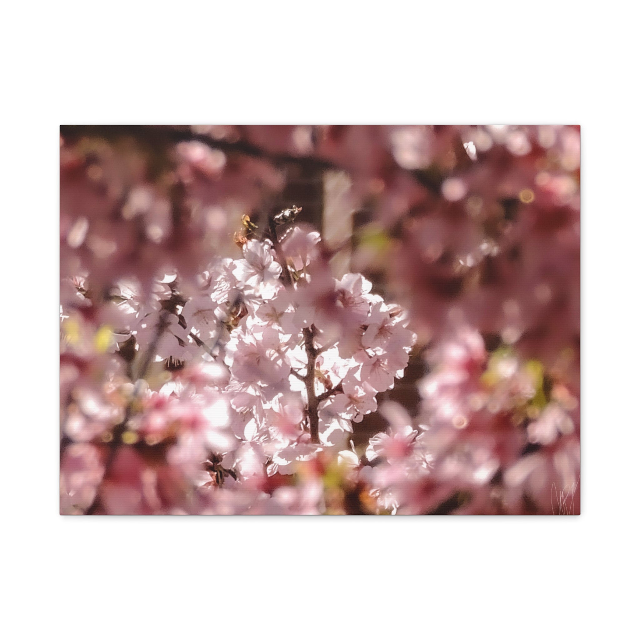 Blush Cherry Blossom Matte Canvas Print — Spring Floral Wall Art (Stretched 1.25")