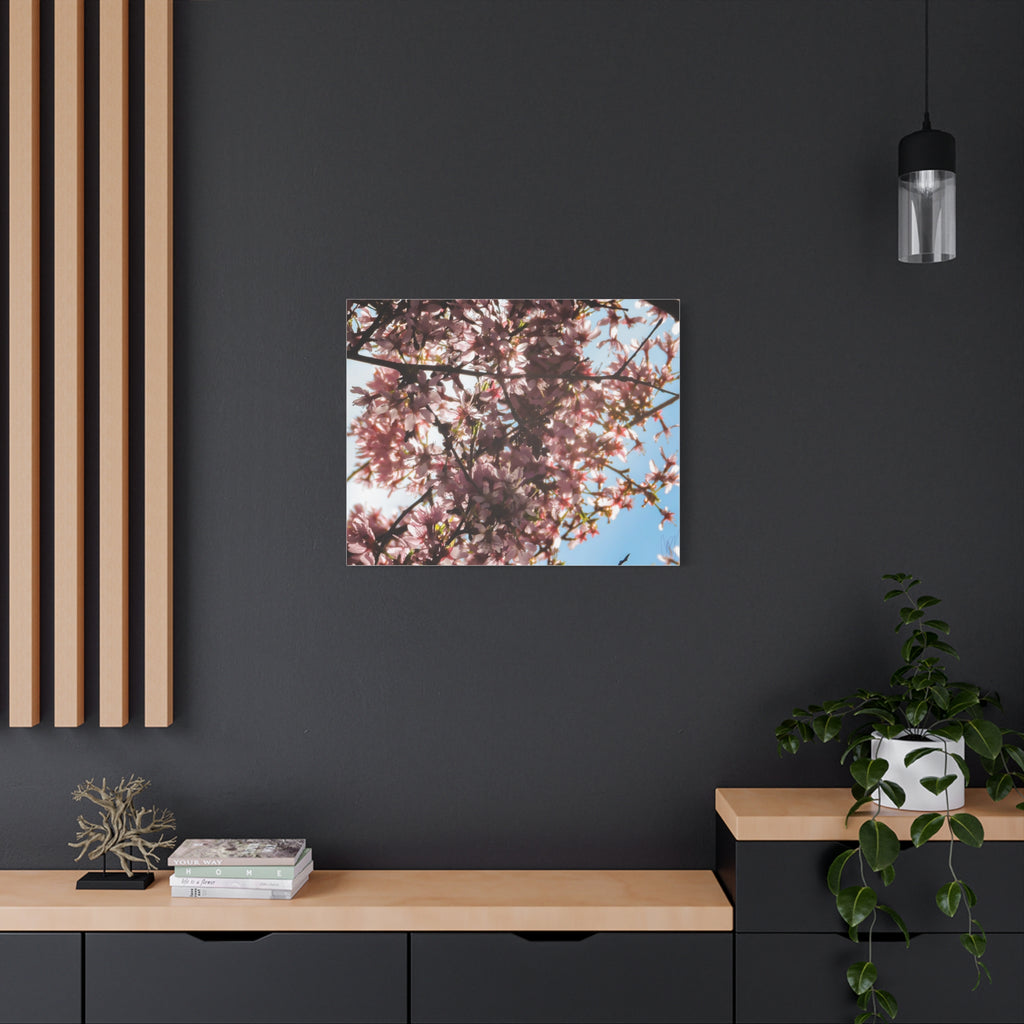 Blossoming Cherry Branches Matte Canvas Print — Spring Floral Wall Art, Stretched 1.25"