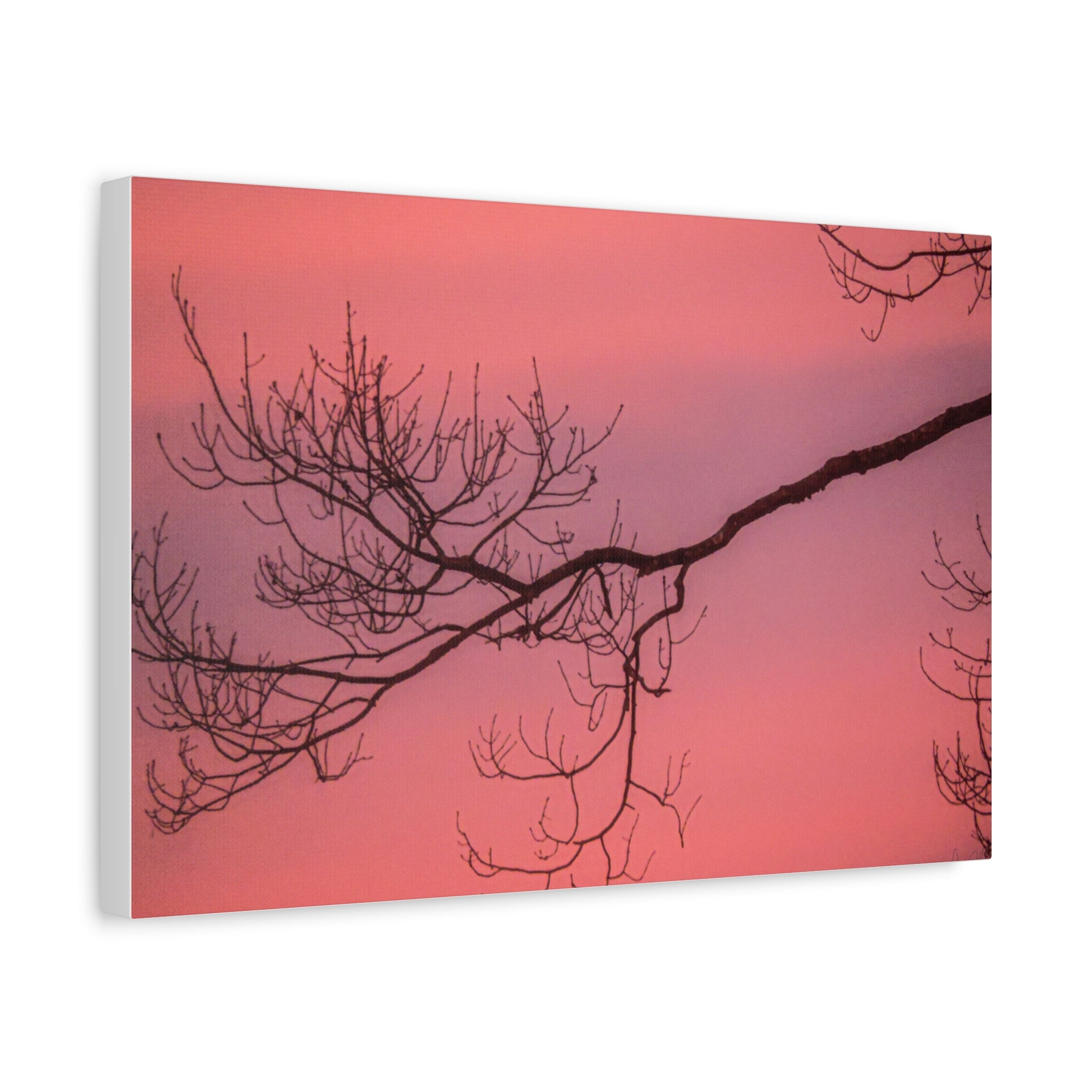 Pink Sunset Tree Canvas Print — Matte Stretched Wall Art