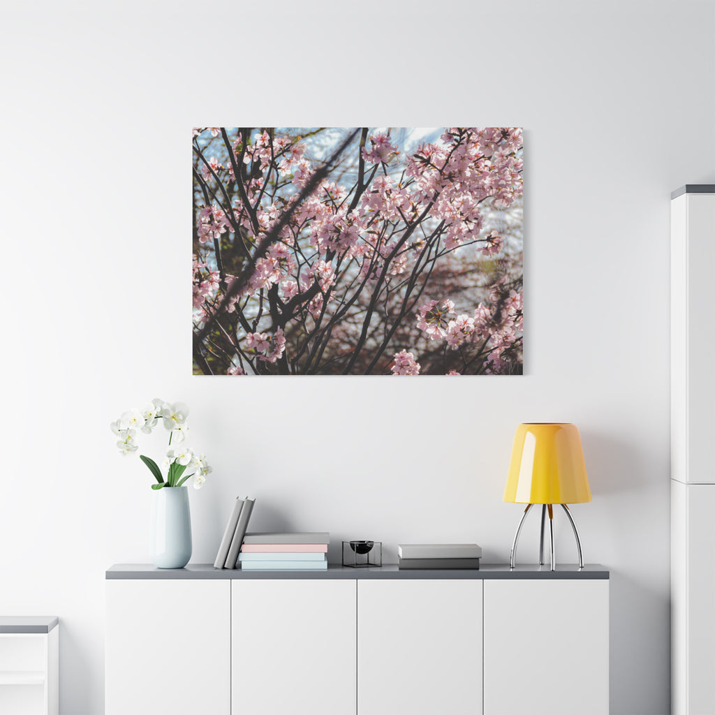 Cherry Blossom Canvas Print — Matte Stretched Wall Art