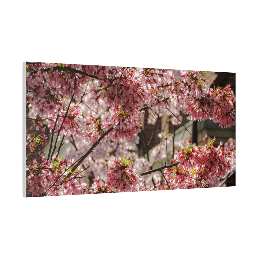 Pink Cherry Blossom Canvas Wall Art — Stretched Matte Floral Print