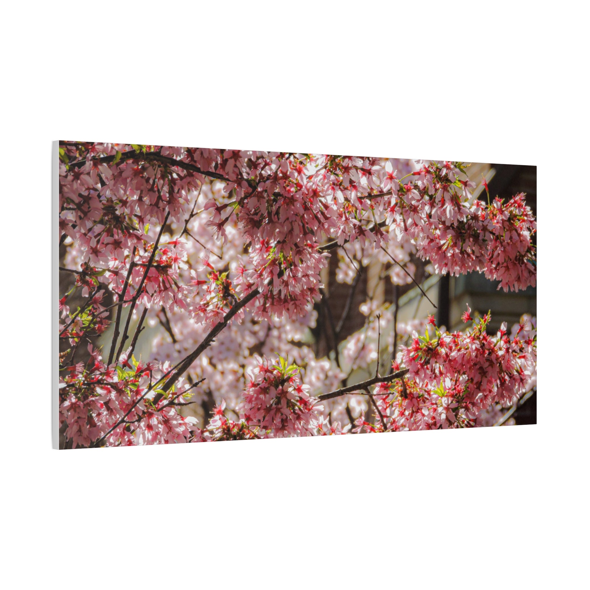 Pink Cherry Blossom Canvas Wall Art — Stretched Matte Floral Print