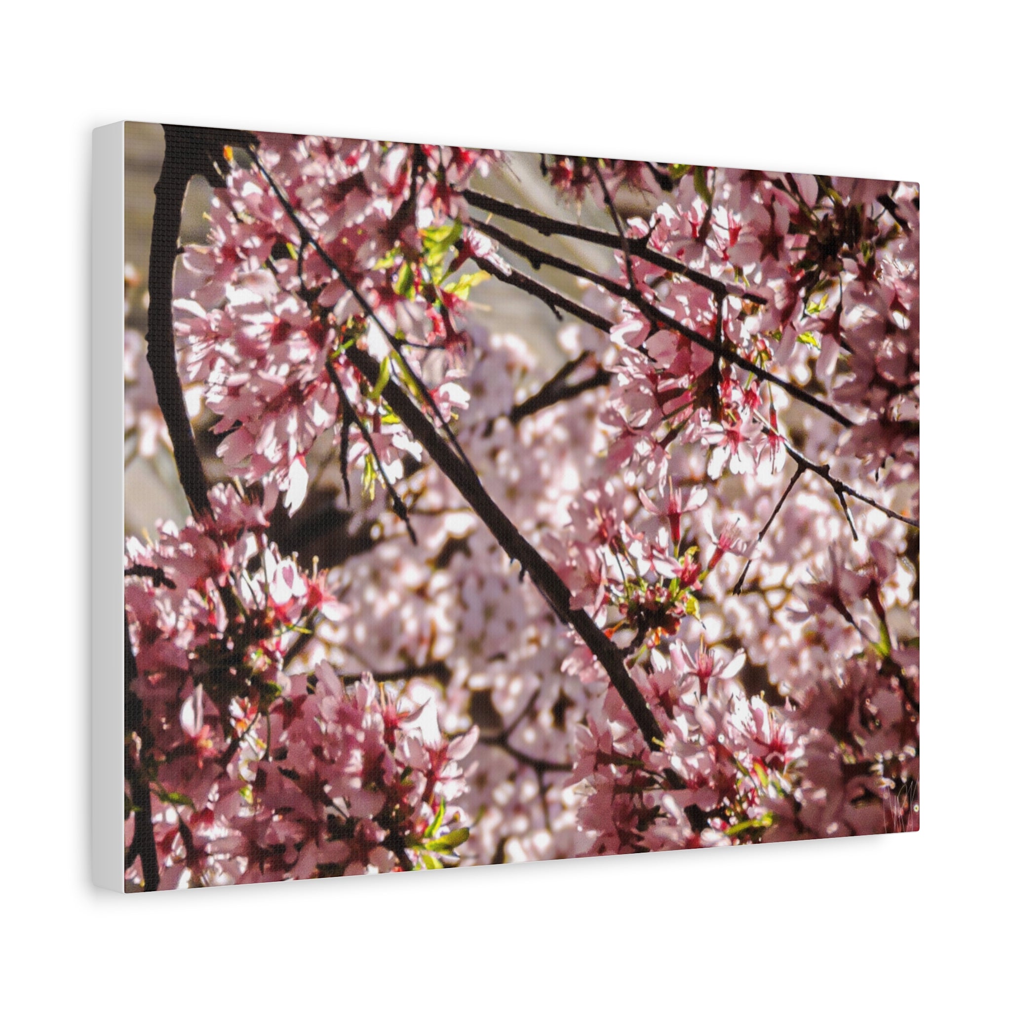 Blossom Cherry Tree Canvas Print – Matte Stretched Wall Art