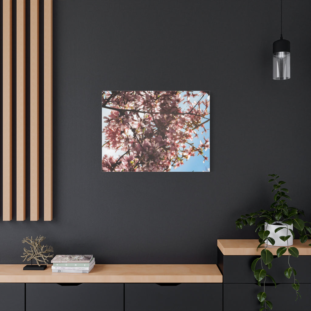 Blossoming Cherry Branches Matte Canvas Print — Spring Floral Wall Art, Stretched 1.25"