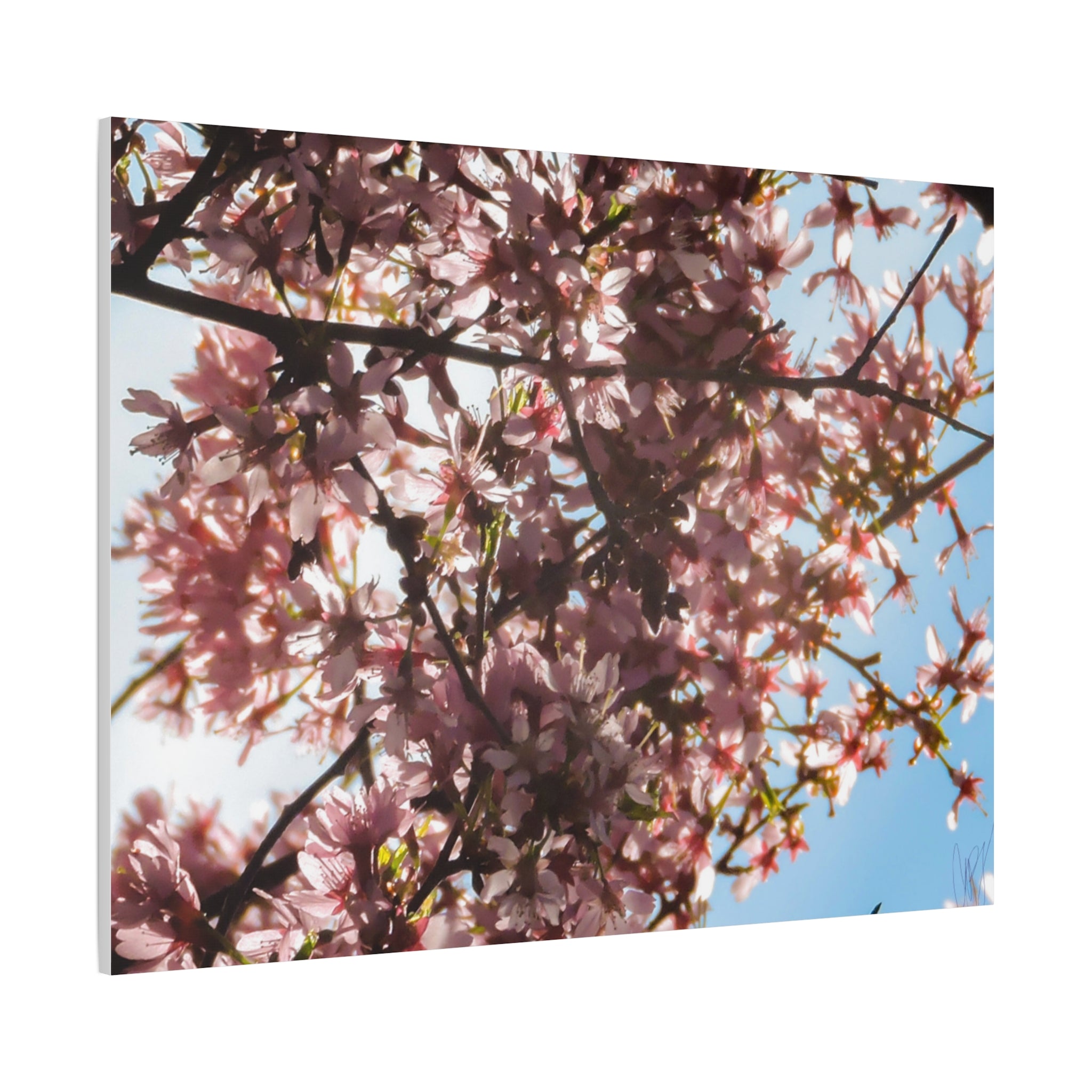 Blossoming Cherry Branches Matte Canvas Print — Spring Floral Wall Art, Stretched 1.25"