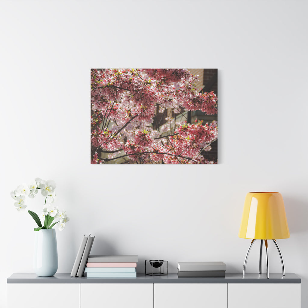 Pink Cherry Blossom Canvas Wall Art — Stretched Matte Floral Print