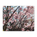 Cherry Blossom Canvas Print — Matte Stretched Wall Art