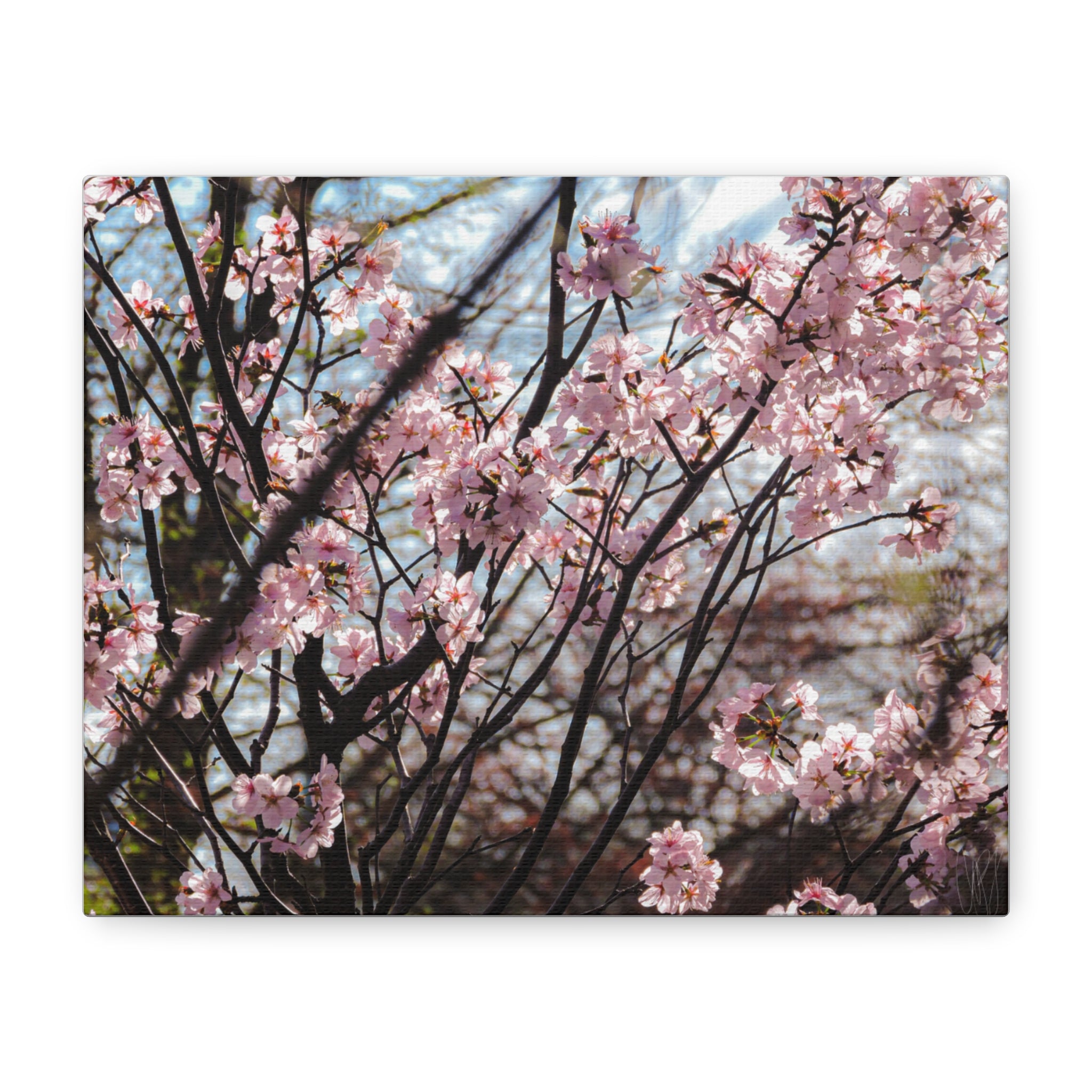 Cherry Blossom Canvas Print — Matte Stretched Wall Art