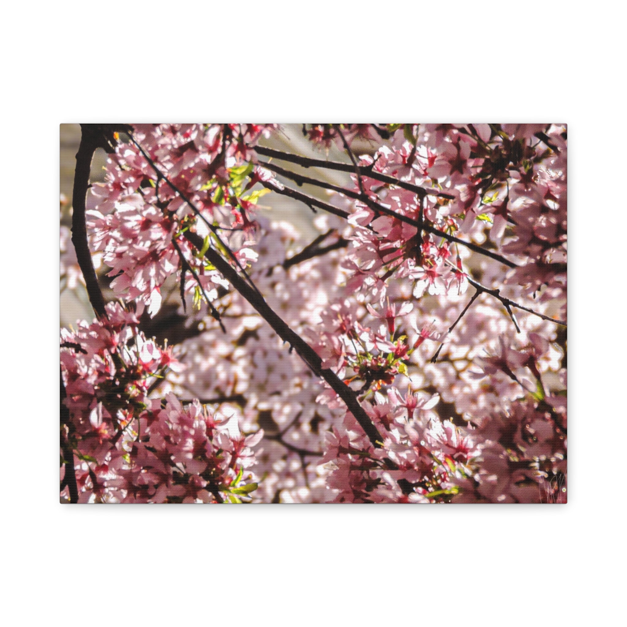 Blossom Cherry Tree Canvas Print – Matte Stretched Wall Art
