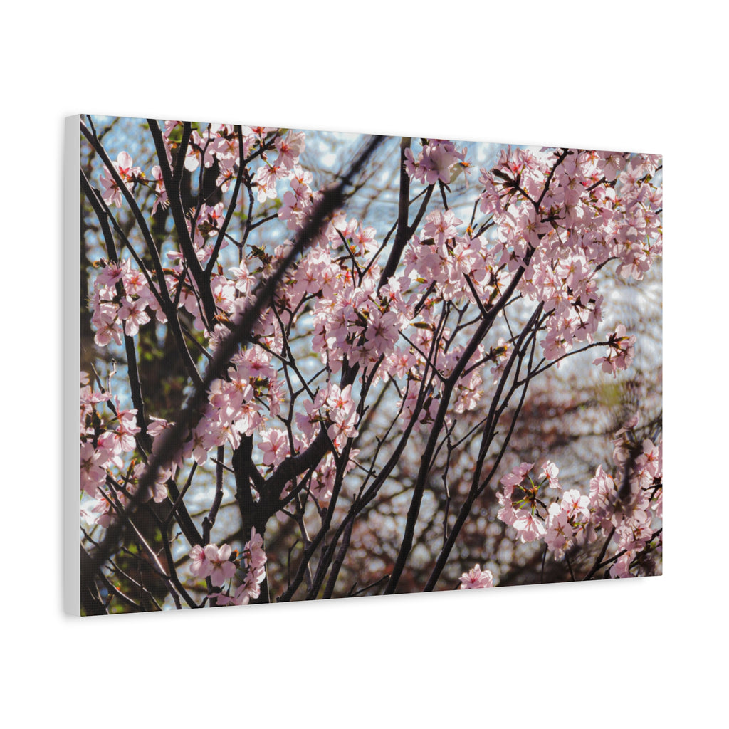 Cherry Blossom Canvas Print — Matte Stretched Wall Art