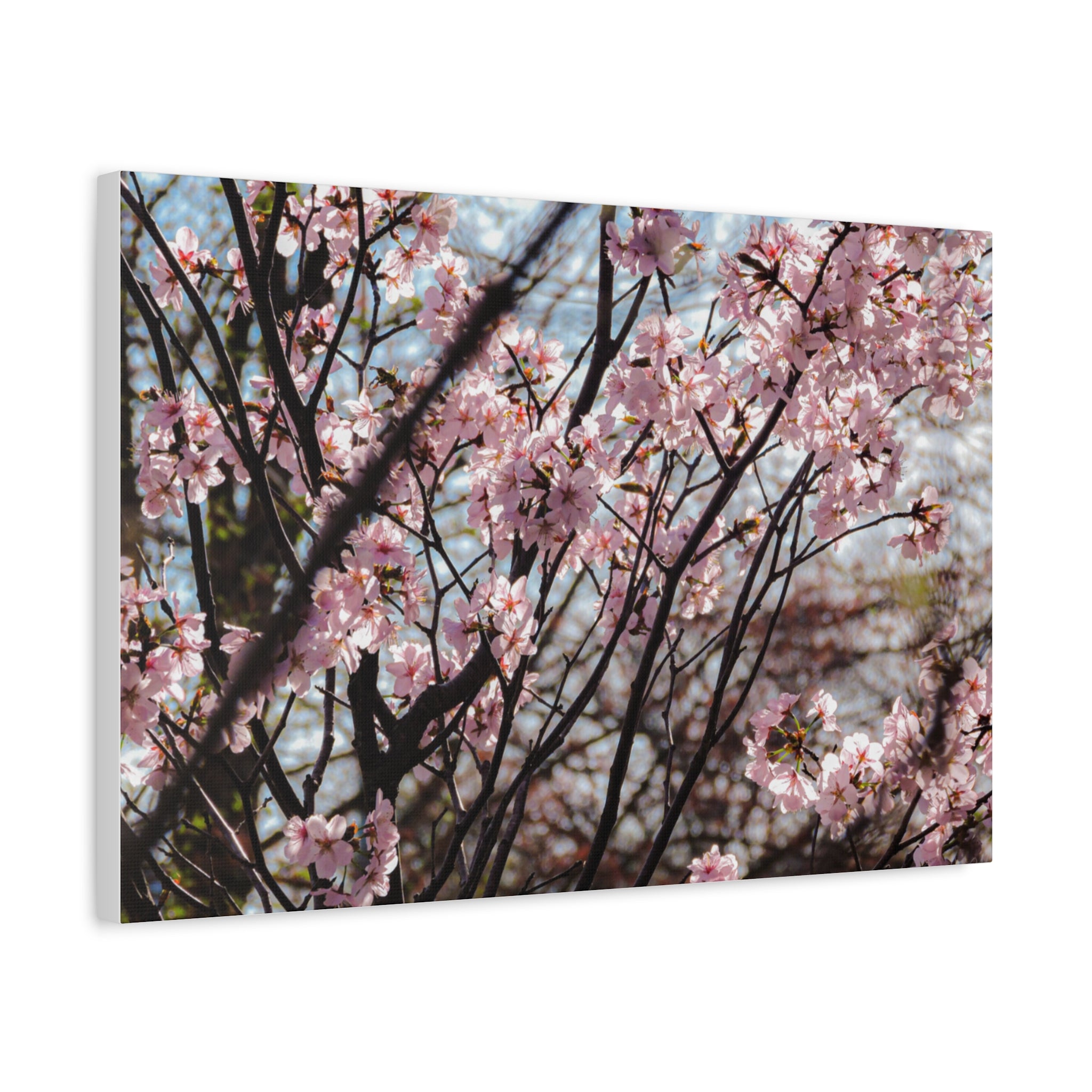 Cherry Blossom Canvas Print — Matte Stretched Wall Art