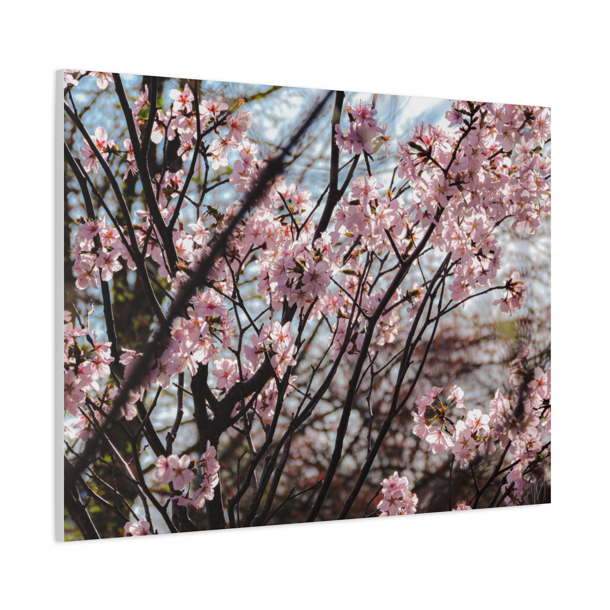 Cherry Blossom Canvas Print — Matte Stretched Wall Art