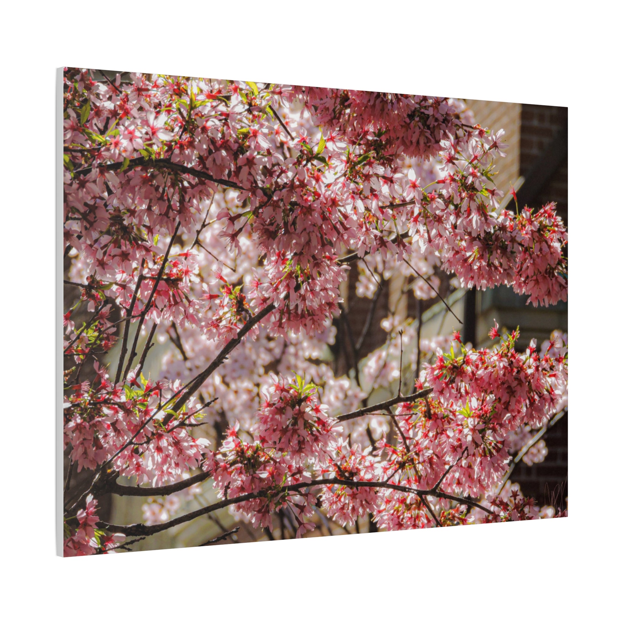 Pink Cherry Blossom Canvas Wall Art — Stretched Matte Floral Print