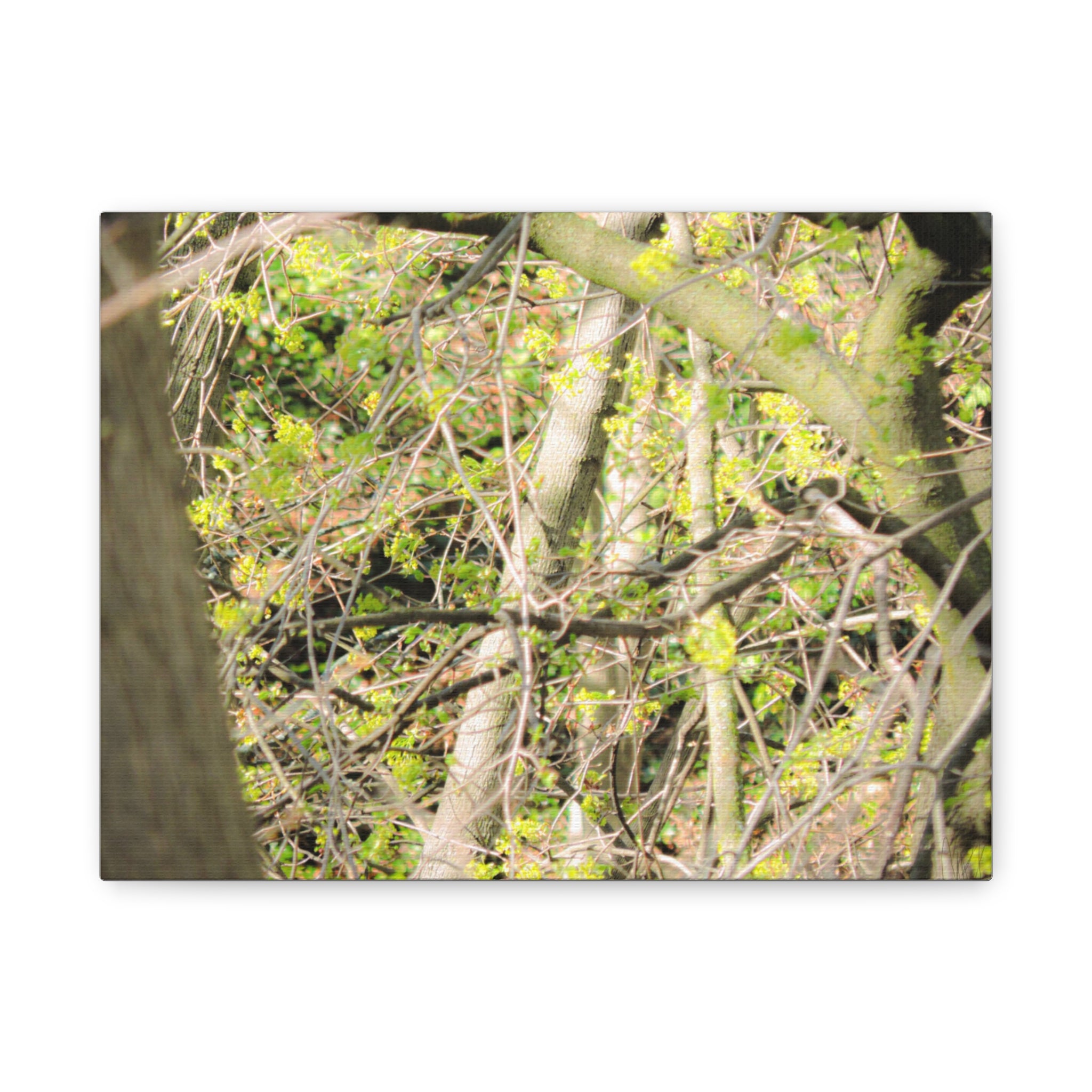 Spring Woodland Canvas Print — Green Tree Branches Matte Stretched Wall Art