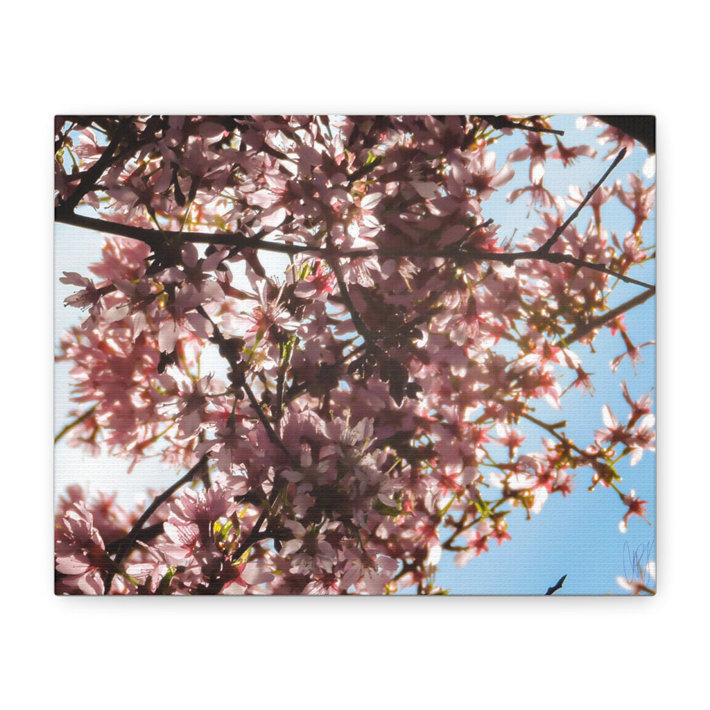 Blossoming Cherry Branches Matte Canvas Print — Spring Floral Wall Art, Stretched 1.25"