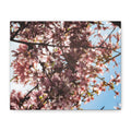 Blossoming Cherry Branches Matte Canvas Print — Spring Floral Wall Art, Stretched 1.25"