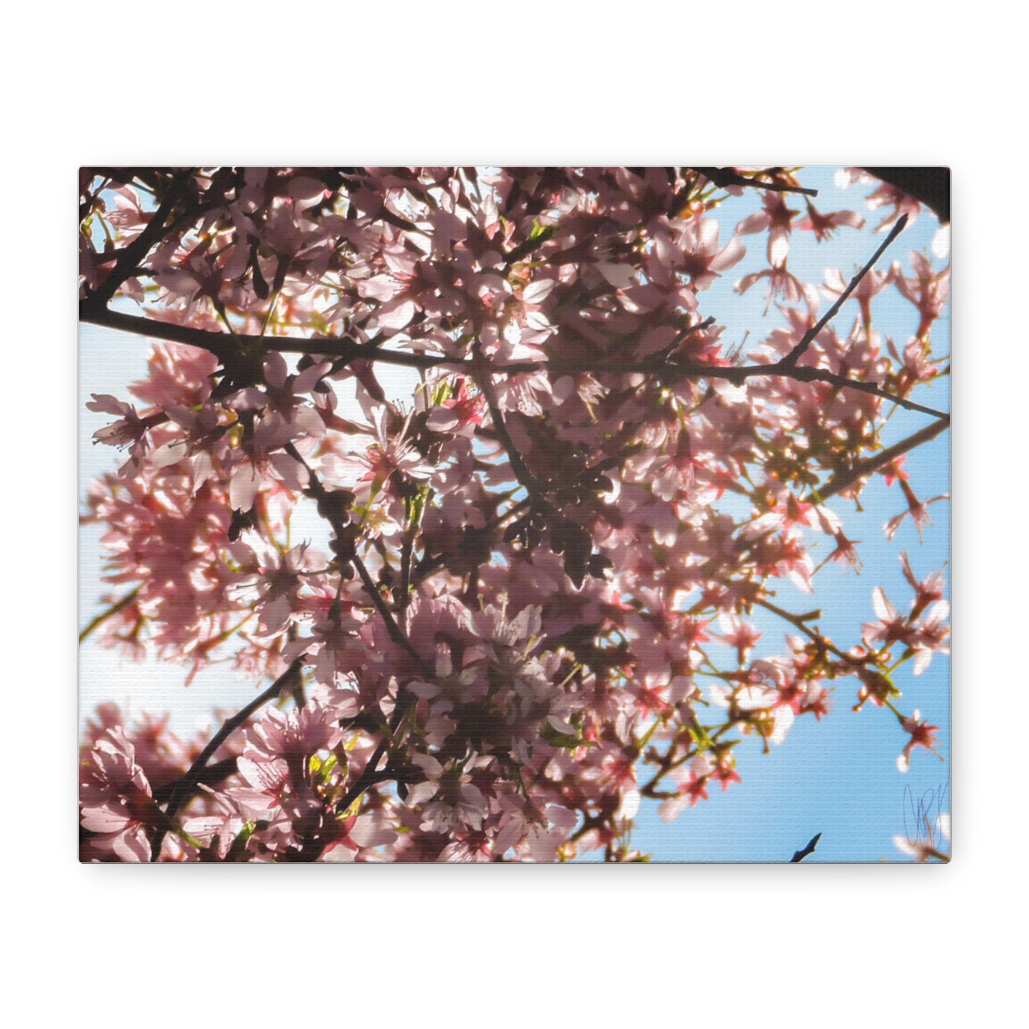 Blossoming Cherry Branches Matte Canvas Print — Spring Floral Wall Art, Stretched 1.25"