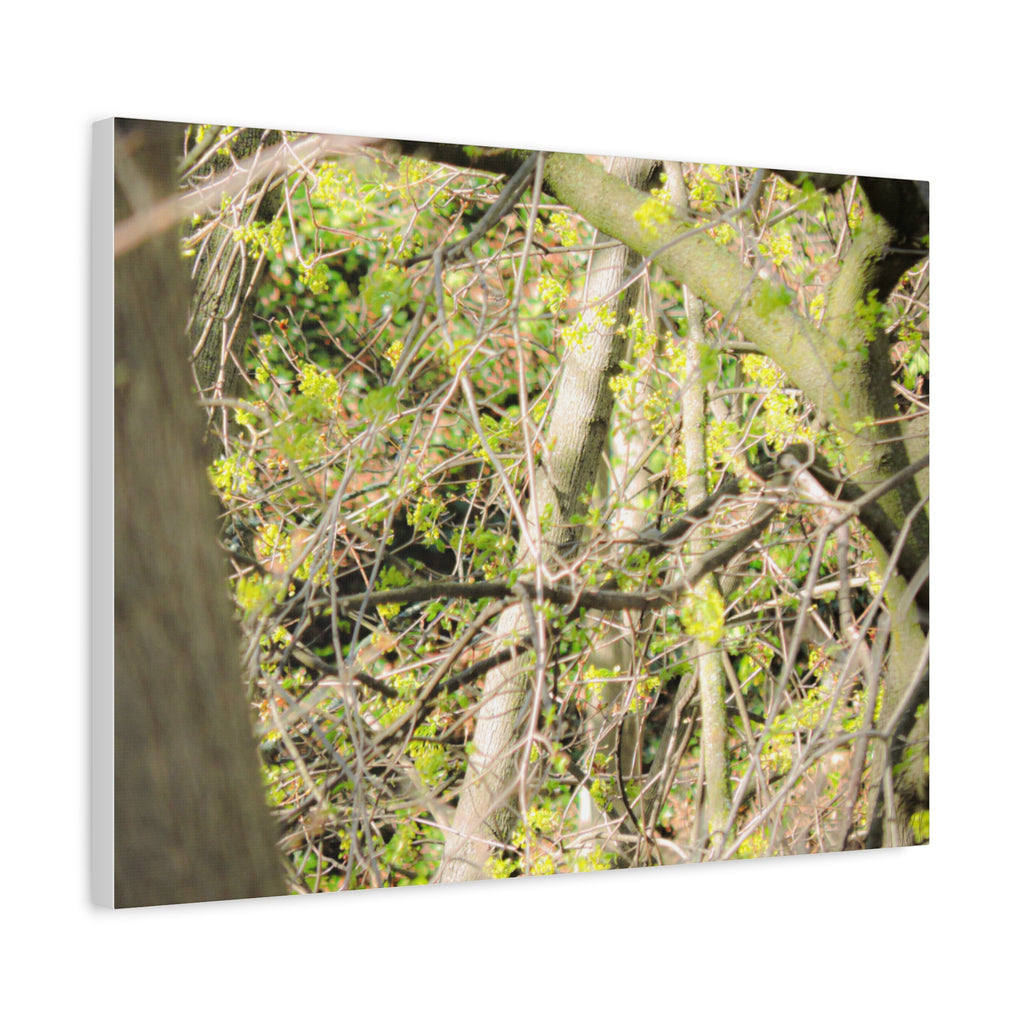 Spring Woodland Canvas Print — Green Tree Branches Matte Stretched Wall Art