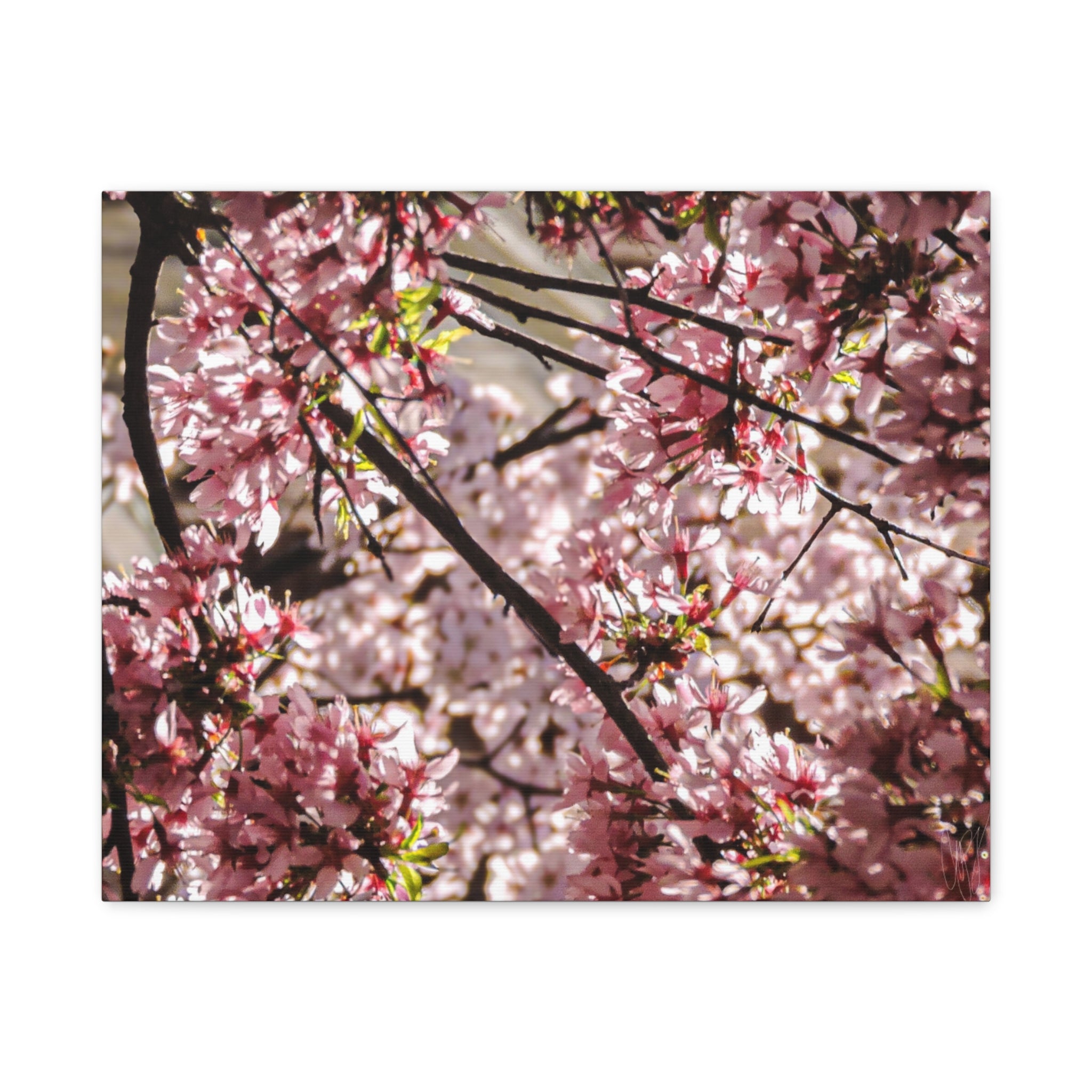 Blossom Cherry Tree Canvas Print – Matte Stretched Wall Art