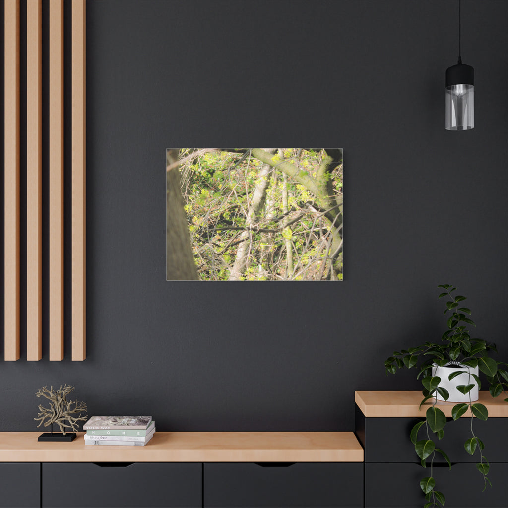 Spring Woodland Canvas Print — Green Tree Branches Matte Stretched Wall Art