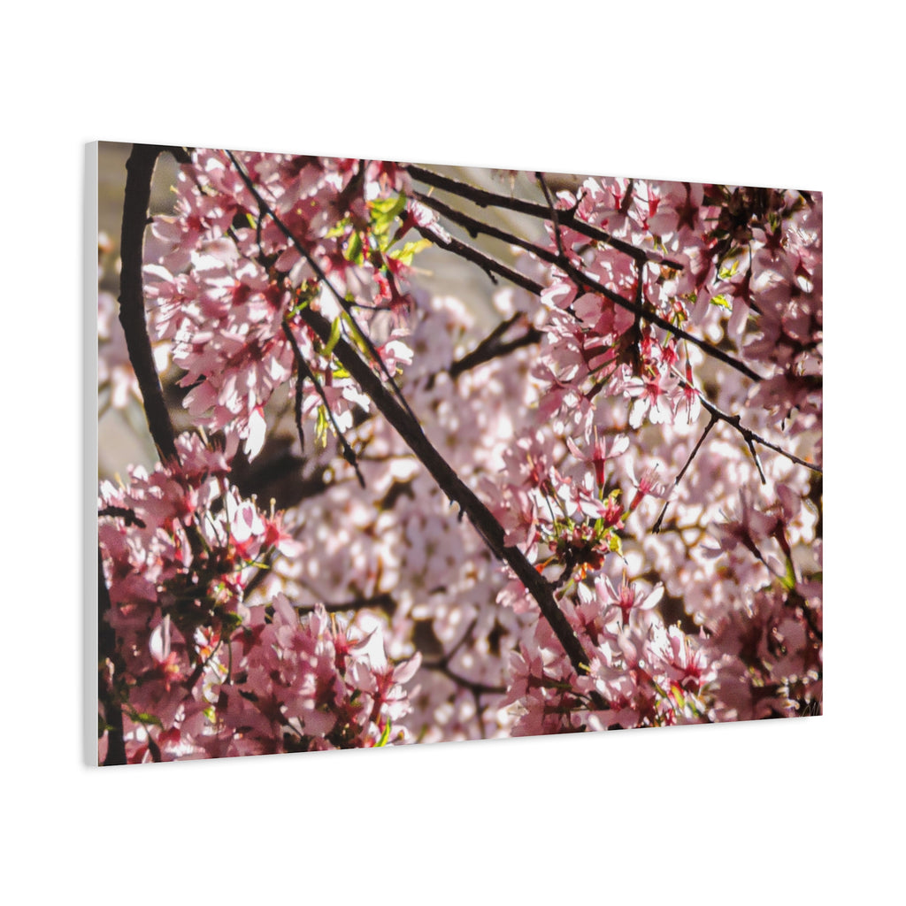 Blossom Cherry Tree Canvas Print – Matte Stretched Wall Art