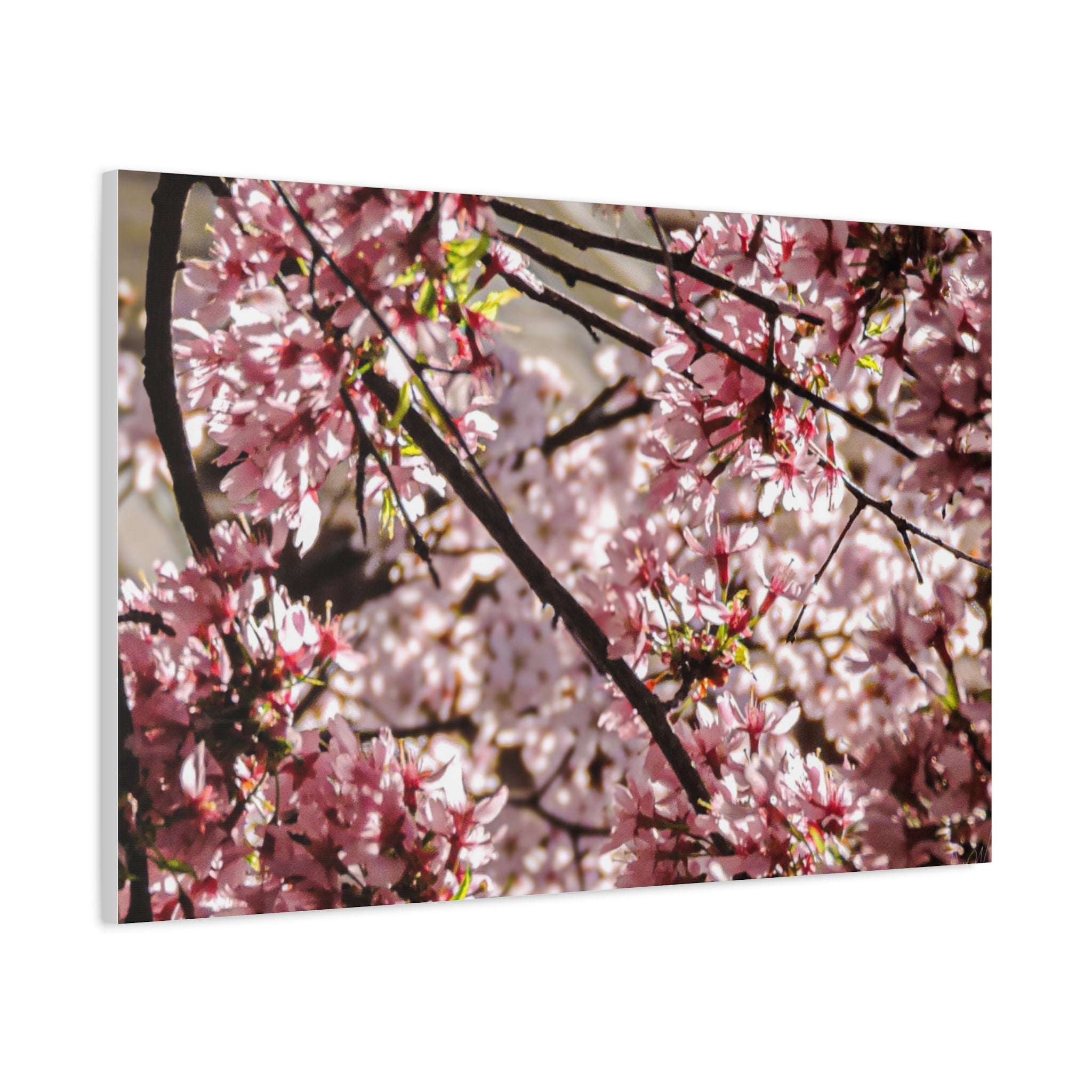 Blossom Cherry Tree Canvas Print – Matte Stretched Wall Art