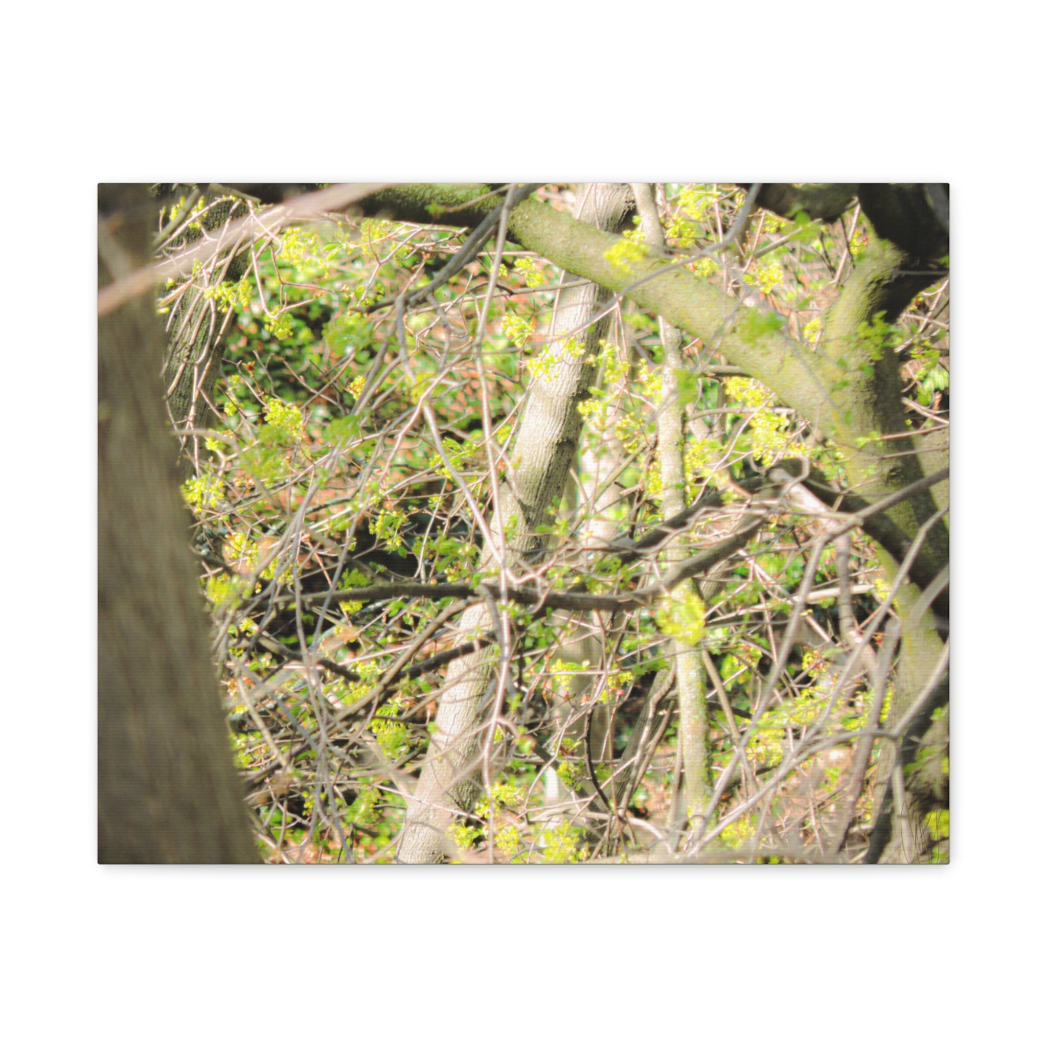 Spring Woodland Canvas Print — Green Tree Branches Matte Stretched Wall Art