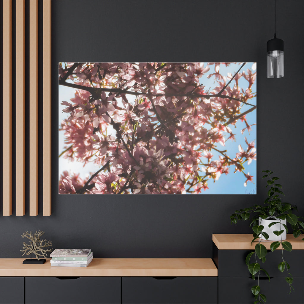 Blossoming Cherry Branches Matte Canvas Print — Spring Floral Wall Art, Stretched 1.25"