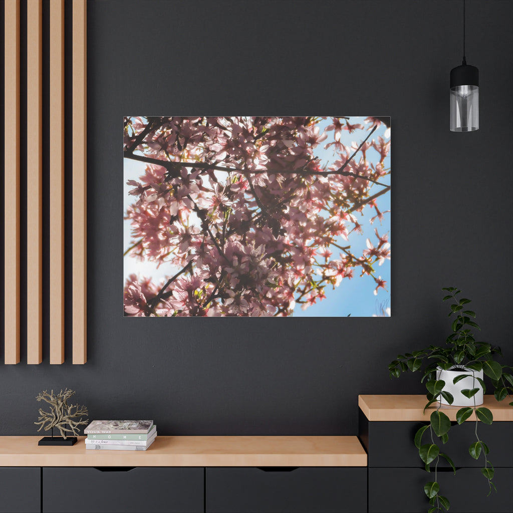 Blossoming Cherry Branches Matte Canvas Print — Spring Floral Wall Art, Stretched 1.25"