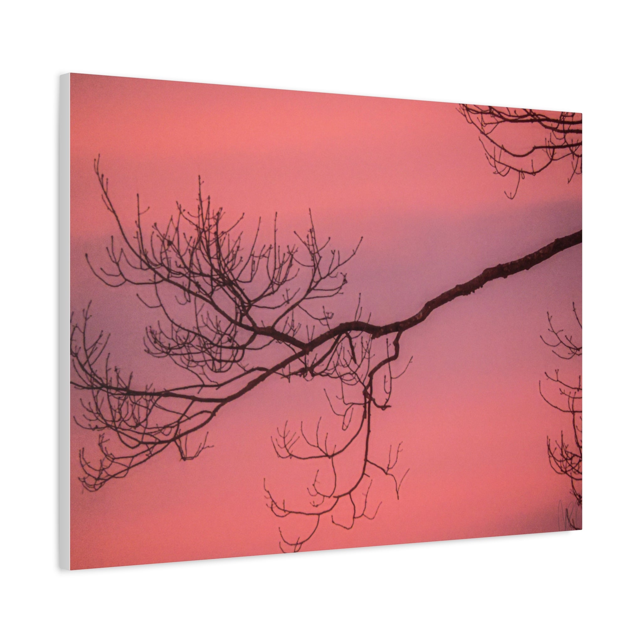 Pink Sunset Tree Canvas Print — Matte Stretched Wall Art