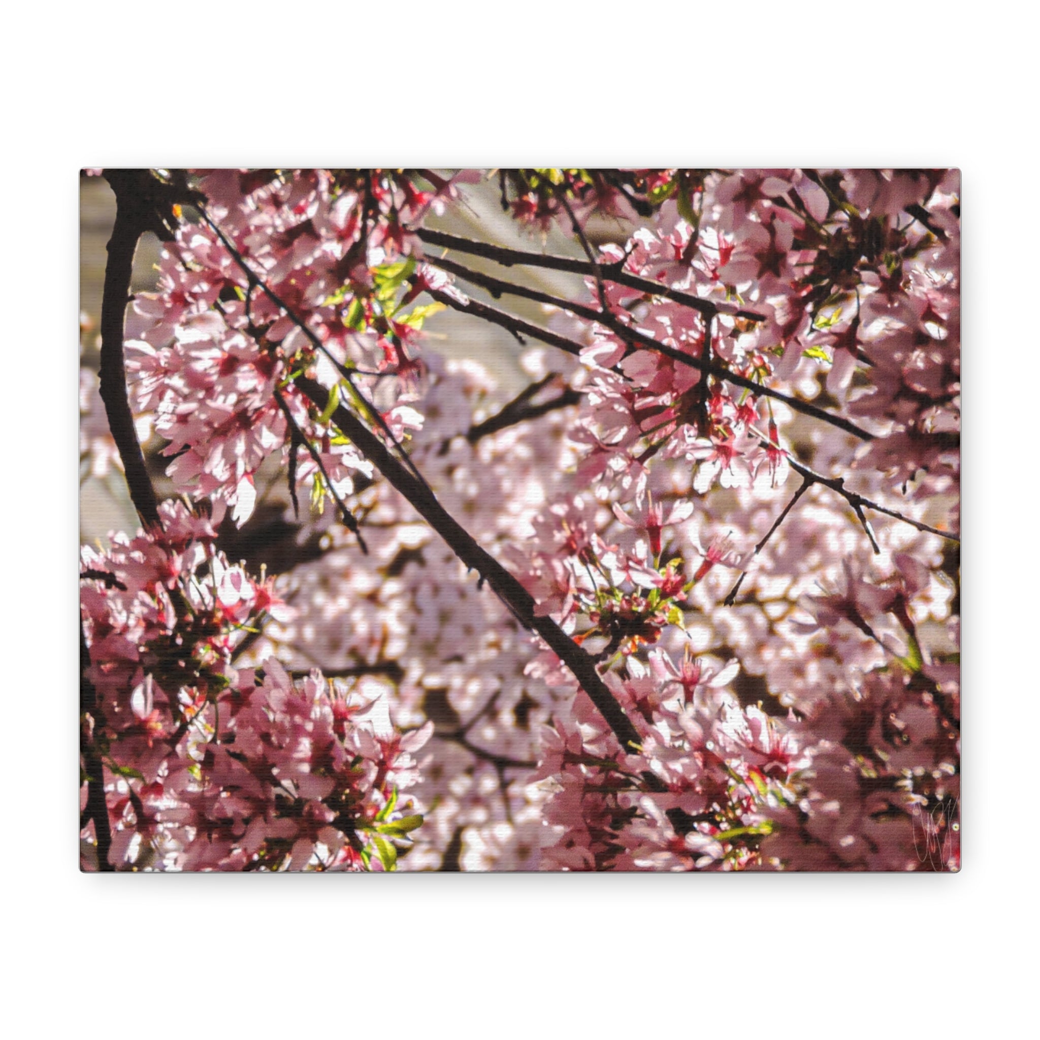 Blossom Cherry Tree Canvas Print – Matte Stretched Wall Art
