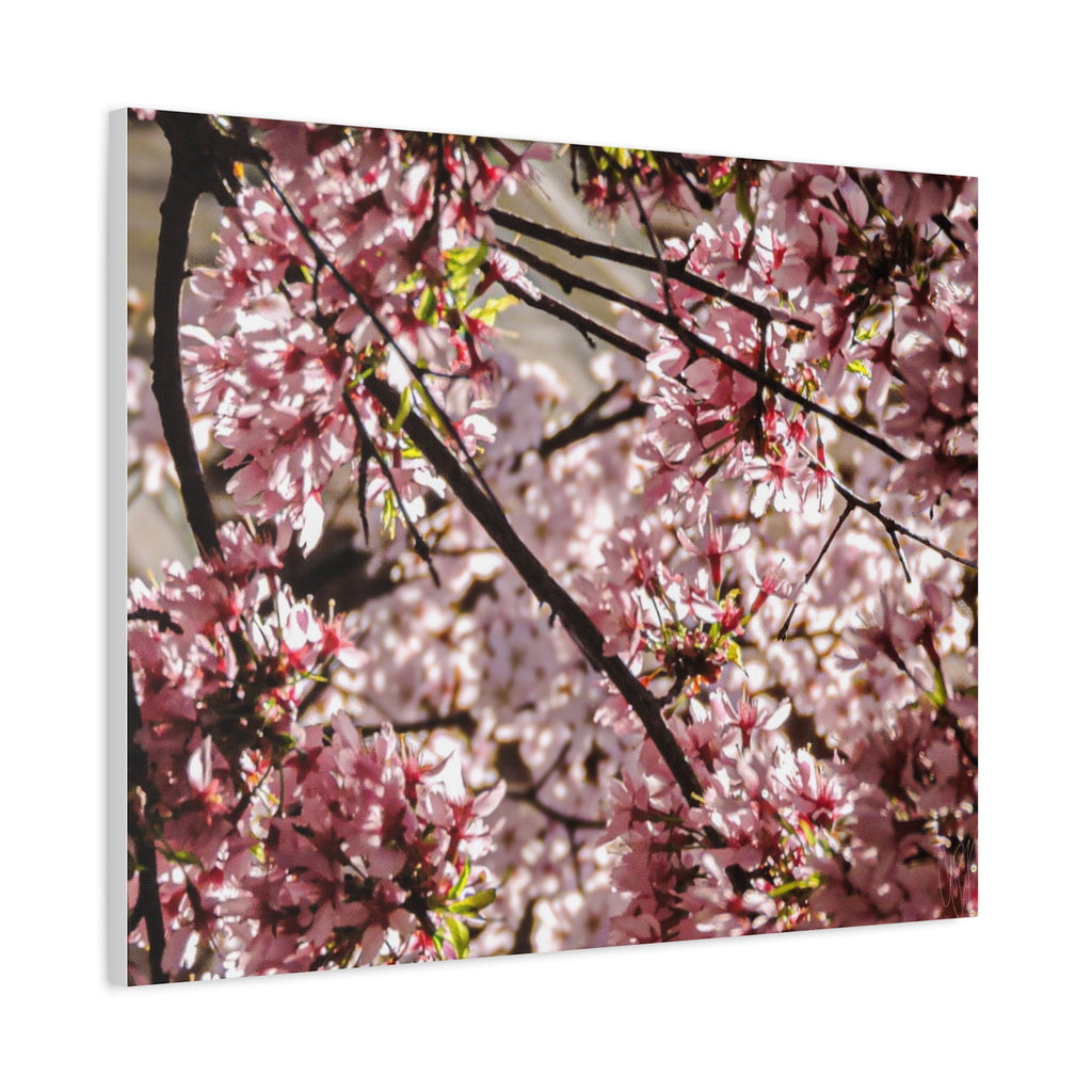 Blossom Cherry Tree Canvas Print – Matte Stretched Wall Art